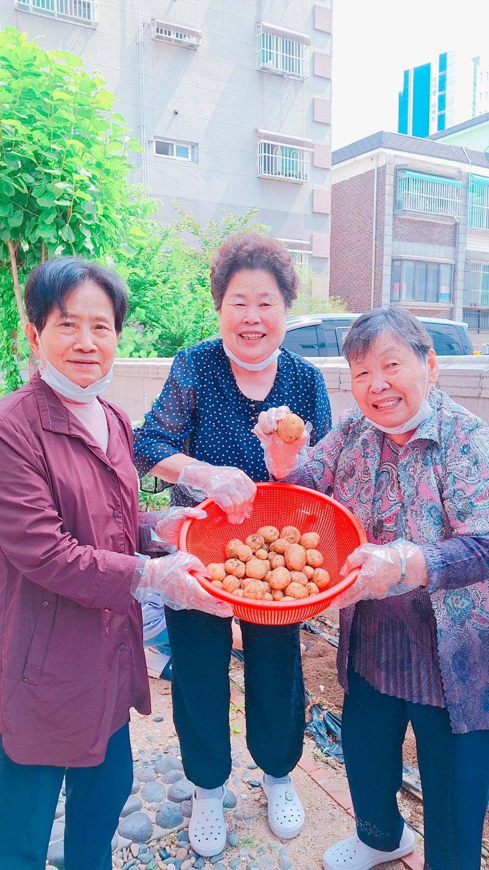 01-04 0715 감자 수확 35101_0.jpg