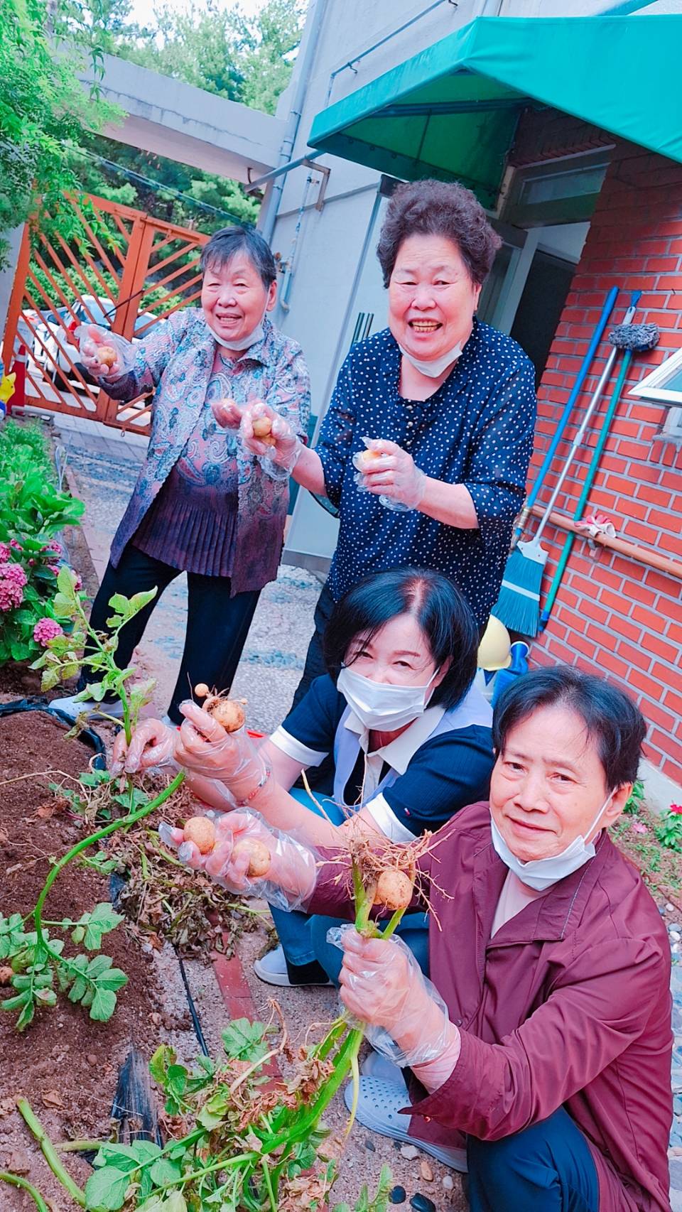 01-03 0715 감자 수확 35108_0.jpg